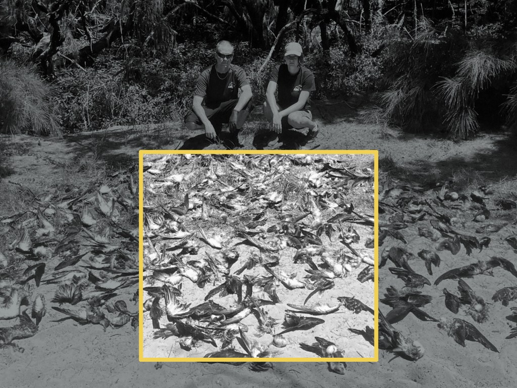 CSI Cats: How Experts ID The Animal Culprits Killing Hawaiʻi’s Seabirds